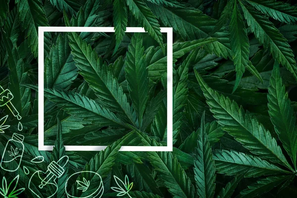 Natuurlijke achtergrond van cannabis, marihuana bladeren en frame. Minimalistische platte lay — Stockfoto