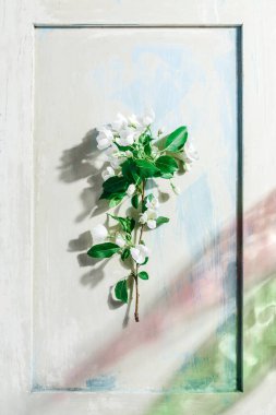 Geriye dönük ahşap bir arka planda elma ağacı dalı. Bahar konsepti. Hafif arka planda klasik tarzda renkli bir bahar. Soyut bahar arkaplanı, minimal kompozisyon.