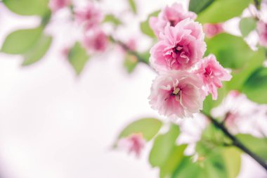 Hassas pembe çiçekli sakura, kopyalama alanı. Güzel soyut bahar arkaplanı, minimum kompozisyon. Romantik çiçek arkaplanı. Pastel renkler, yakın plan