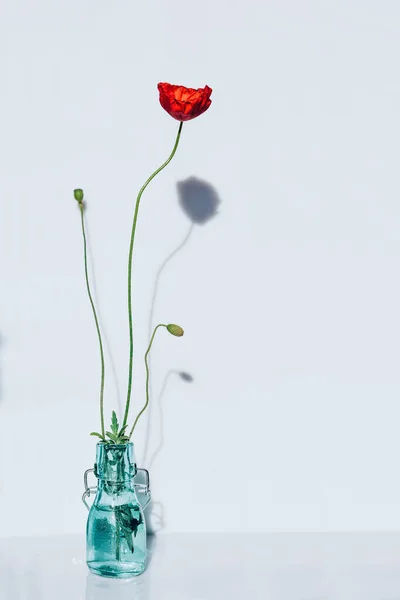 Delicado y minimalista ramo de flores de amapola sobre un fondo blanco con sombras del sol. Concepto de invitación romántica primavera. Flor solitaria del jardín — Foto de Stock
