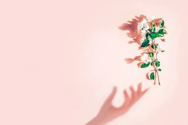 Diseño creativo con una rama de flores de manzana sobre un fondo rosa pastel. Acostado. Concepto mínimo primavera — Foto de Stock