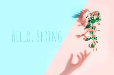 Pastel pembe, mavi arka planda elma çiçeklerinin olduğu yaratıcı bir düzen. Düz yatıyordu. Merhaba Bahar Minimum Konsepti