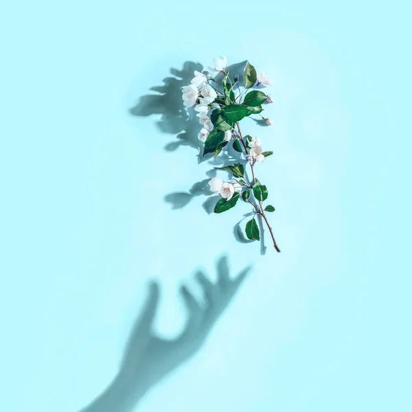 Diseño creativo con una rama de flores de manzana sobre un fondo azul pastel. Acostado. Concepto mínimo primavera — Foto de Stock