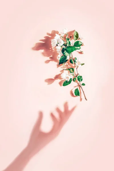 Diseño creativo con una rama de flores de manzana sobre un fondo rosa pastel. Acostado. Concepto mínimo primavera — Foto de Stock