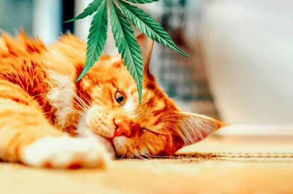 Concept van diervoeder, vitaminen met Cbd olie en cannabis. Schattig rood katje met een glimlach slaapt, hennep bladeren op de achtergrond — Stockfoto