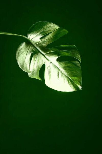 Shiny Leaf Monstera on a black isolated background. Trendy design. Minimalism. Copy space