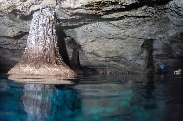 Raízes de palma (raízes de palma crescendo através do teto da caverna ) — Fotografia de Stock