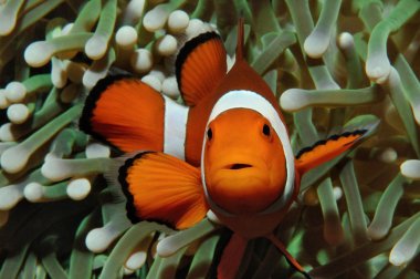 Nemo ve anemon çiçeği