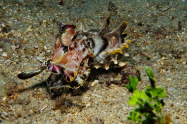 Küçük ve tehlikeli