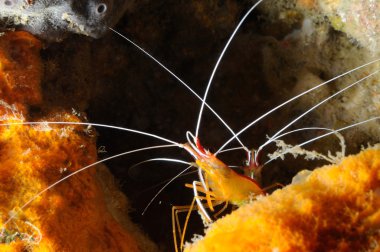 Temizleyiciler ya da temizleyici karidesler beyaz çizgili