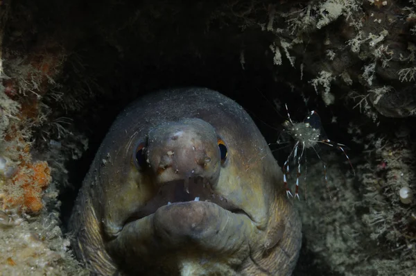 Moray och räkor — Stockfoto