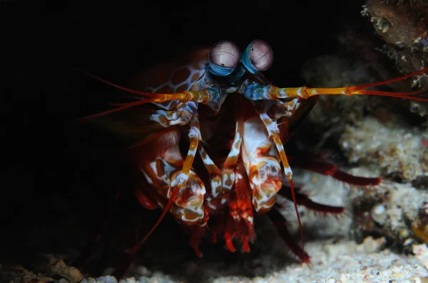En emboscada o camarones mantis pavo real — Foto de Stock