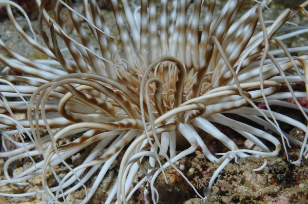 Beauty or Tube anemone — Stock Photo, Image