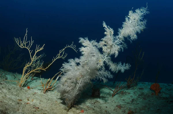 Árbol de Navidad submarino — Foto de Stock