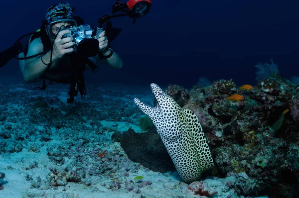 Dalgıç ve moray yılan balığı — Stok fotoğraf