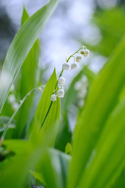 Délicatesse - lys de la vallée en fleurs — Photo