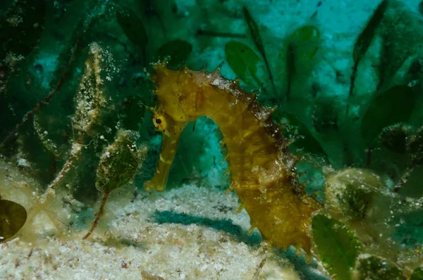 Forest for a sea horse — Stock Photo, Image