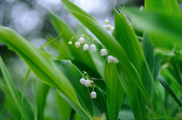 Spring tune - grupp av blommande liljor-av-den-dalen — Stockfoto