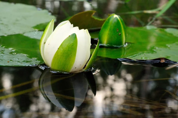 Harikalar Diyarı - çiçek açan Nilüfer