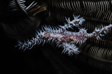 Pamuk Prenses karanlıkta
