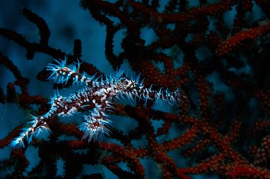 Pamuk Prenses Harlequin hayalet pipefish