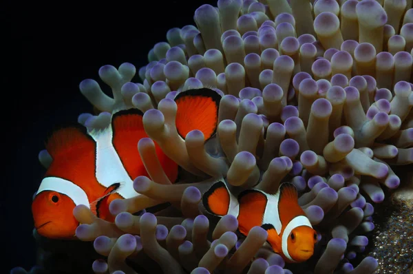 Orangtua Pasangan clownfish — Stok Foto