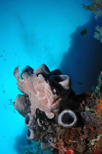 Γκρι βάτραχος ψάρια σε ένα σφουγγάρι — Φωτογραφία Αρχείου