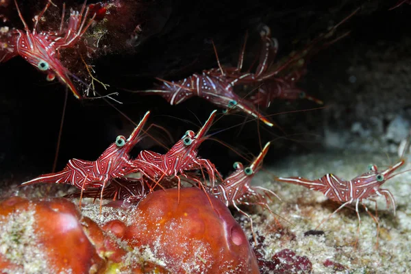 Camarones bailando en una grieta — Foto de Stock