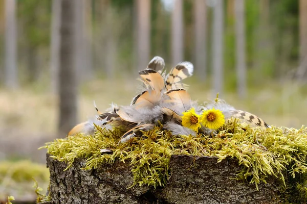 Keklik üzerinde yosun Rip