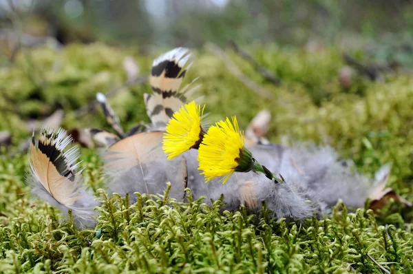 Bir şekle bir kuş tüyleri