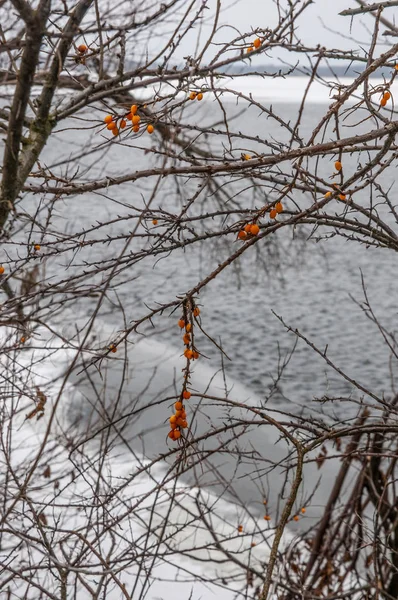 Inatçı sallowthorn — Stok fotoğraf