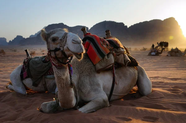 Rust kameel — Stockfoto
