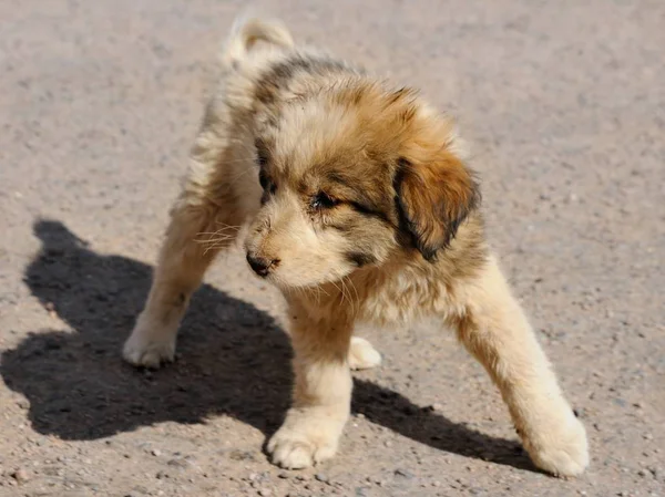 Schattige Puppy staande — Stockfoto