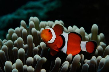 Gri anemone Nemo