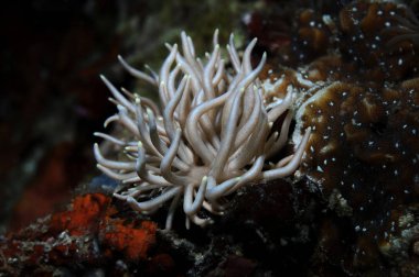 Briarea phyllodesmium