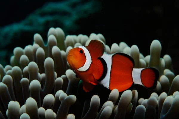 Gri anemone Nemo