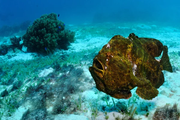 Dühös frogfish — Stock Fotó