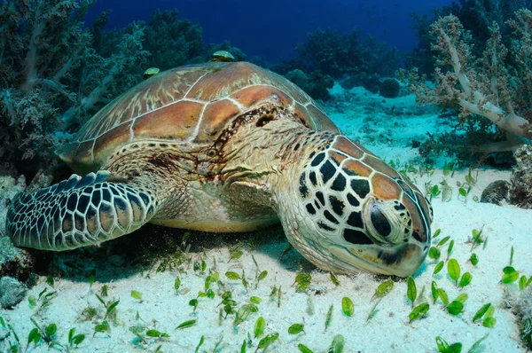 Alimentando tartaruga marinha — Fotografia de Stock