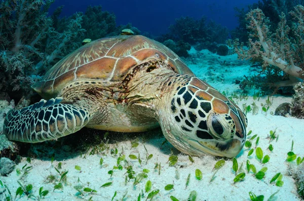 Voeding schildpadden — Stockfoto