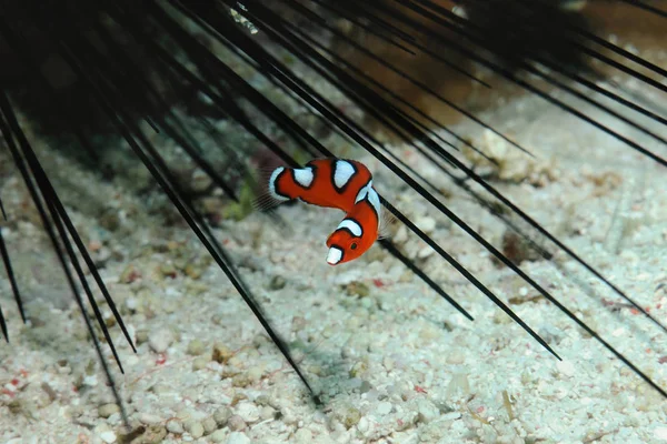 Wrasse juvénile — Photo