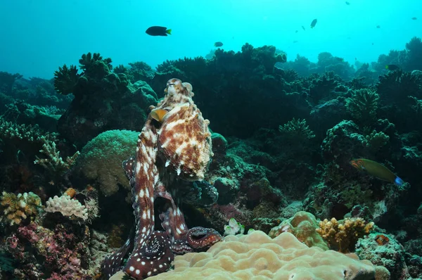 Een Octopus Klaar Weg Zwemmen Ari Atoll Malediven — Stockfoto