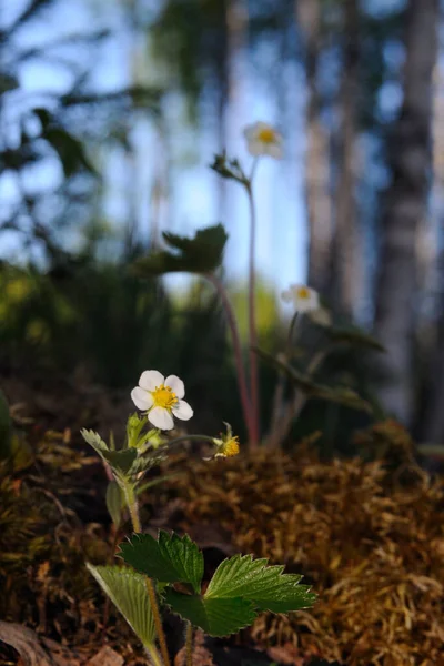Yabani çilek, Puumala, Finlandiya 'nın yakın plan çekimi.