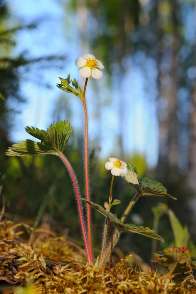 Zblízka Záběr Kvetoucí Divoké Jahody Puumala Finsko — Stock fotografie