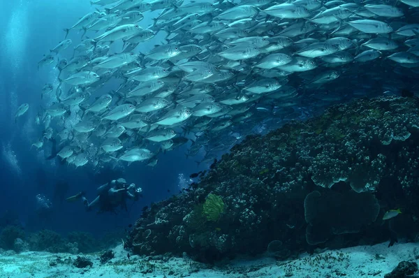 Водолаз Снимает Рыба Джек Крутится Вокруг Рифа Остров Баликасаг Филиппины — стоковое фото