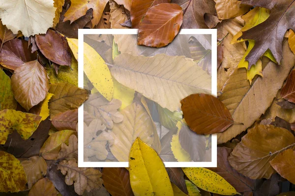 Maple autumn leaves foliage top view of creative layout made out — Stock Photo, Image