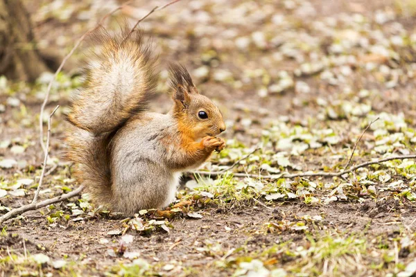 Wiewiórka ognistobrzucha zjedzenie czegoś w parku — Zdjęcie stockowe