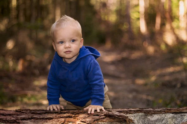 Милый малыш стоит на дереве в осеннем лесу. Размытое прошлое. Копирование пространства — стоковое фото
