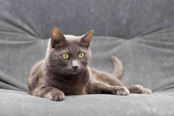 Manchkin gris impudente acostado en la cama principal y mirando a la cámara. Gato gris en el resto —  Fotos de Stock