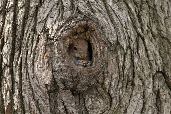 Squirell rojo salvaje con tuerca en las manos mirando desde el hueco. NYC Central Park — Foto de Stock