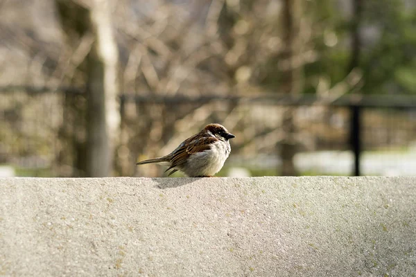 Zbliżenie wróbla na tabelę konkretnych tle park — Zdjęcie stockowe